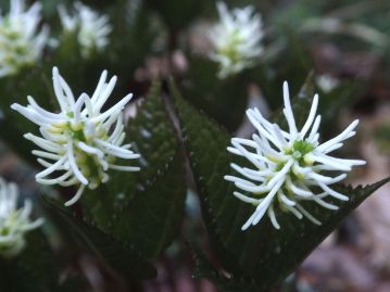 「吉備」ではないヒトリシズカの花序。花糸はキビヒトリシズカに比べて短く、柱頭は外部から確認できる。