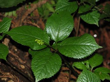 「吉備」ではないヒトリシズカの葉には光沢がある。葉先の形状も、「吉備」に比べてやや細くとがっている。