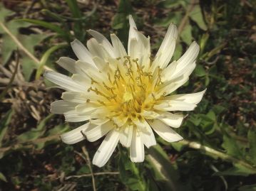 「吉備・白・タンポポ」の名の通り、3～5月頃にかけて、吉備高原地域のあちこちで白い花を咲かせる。