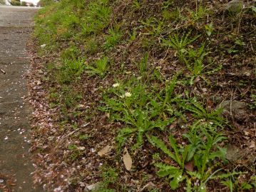 里地の路傍の草地、田畑のあぜなど、定期的に草刈りをされるような立地に生育する。