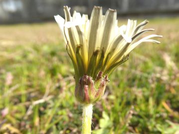 総苞はふつう圧着して反り返らない。外片は内片の1/2ほど。縁毛があり、赤みを帯びることが多い。