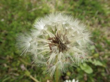 花後には冠毛のある痩果ができ、風で散布される。痩果はふつう暗褐色だが、明るい色のものもある。