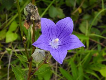 秋の七草のひとつ「あさがほ」であるとされるが、7月頃から青紫色の釣り鐘型の花を咲かせる。