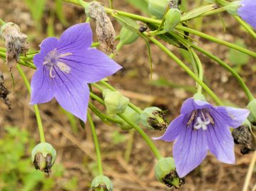 まず雄しべが花粉を出し（左写真）、その後雌しべが成熟して花柱の先が5裂した状態になる。