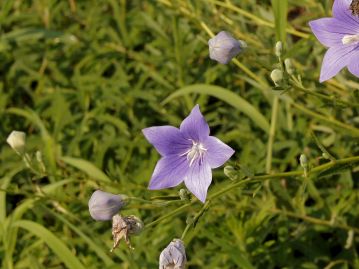 蕾は風船のようにふくらんだ姿をしており、英語では balloon flower という。