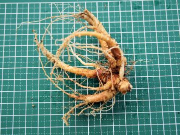 根は白色で太い。「桔梗根」として薬用に用いられるが、サポニンなどの毒成分を含み、注意が必要。