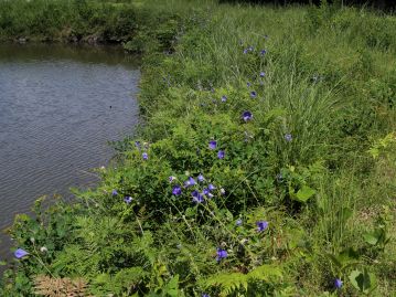 ため池の岸に咲き乱れるキキョウ。かつては草原を代表する花だったが、草原とともに姿を消しつつある。