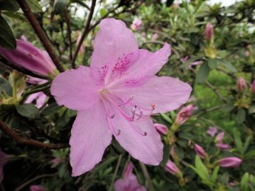 4～5月頃、1～3個の淡紅紫色の花が、葉の展葉とほぼ同時に咲く。花冠は直径4～6cm、雄しべは普通10本。