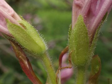 萼や花柄には腺毛が散生しており、触るとやや粘る。県東部に分布するモチツツジはさらに腺毛が多く、粘る。