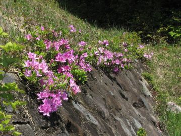 岡山県より西に行くと比較的個体数が多くなる。写真は広島県東部で、ため池の堤防法面に生育している様子。