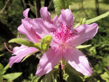 ▲岡山県以東に分布するモチツツジ。キシツツジに比べて萼と花柄に腺毛が多く、強く粘る。雄しべは普通5本。