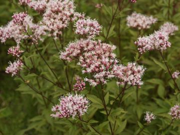 9月～10月頃、茎頂に密な散房状の頭花を咲かせる。茎は上部で少し分枝し、急角度で斜上する。