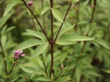 茎は赤紫色を帯びる。葉は対生し葉柄は短い。茎の上部の葉も主脈まで3深裂する。裂片は細長い形状。