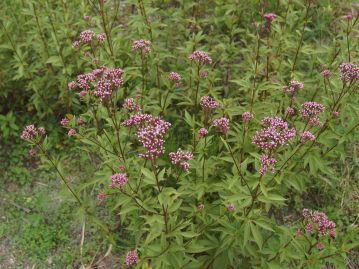 頭花は紅色が濃いものが多い（花色が薄く、ほぼ緑色のものもある）