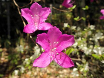 瀬戸内地域の里山を代表するツツジ。3～4月頃、枝先に紅紫色の花を咲かせる。花冠は5中裂する。