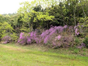 明るい環境では多くの花を咲かせるが、里山が管理されなくなり、植生遷移が進むと徐々に個体数は減少する。