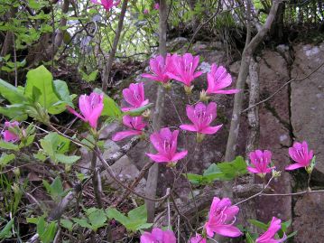 葉が「小葉」でない、ダイセンミツバツツジ。岡山県では中国山地のやや標高の高い場所に分布する。