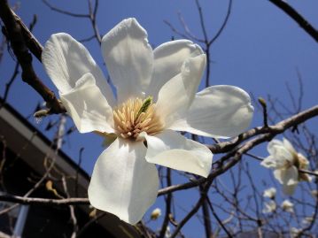 3～4月頃、直径7～10cmの花を葉の展葉に先立って咲かせる。花中央の黄色部が雄しべ、緑色部が雌しべ。