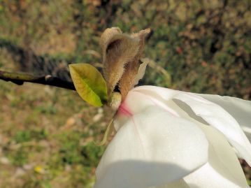 開花時には花の下に1枚の小型の葉がつくことがタムシバとの区別点だが、無いことも多く、慎重な観察が必要。