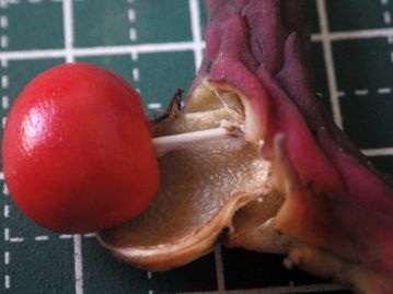 種子は光沢のある赤色。種子は白色の糸状の珠柄で果実とつながっており、ゆっくり引っ張ると長く伸びる。
