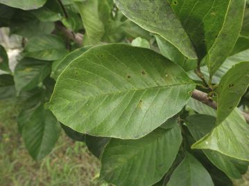 葉は互生、長さ6～15cm、幅3～6cmの倒卵形～広倒卵形で全縁。葉を揉むと爽やかな芳香がする。