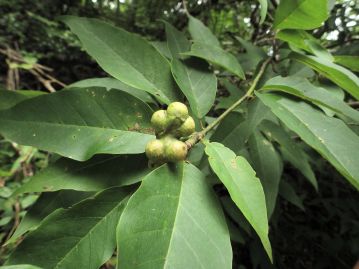 同属のタムシバ。花期には判別がしにくいが、葉は披針形で細い形状のため、まず見間違えることはないだろう。