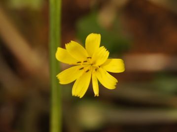 春、茎の先に黄色の頭花をまばらに咲かせる。小花は舌状花のみからなり、6～9枚。