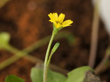 総苞は緑色で円筒形。総苞外片は鱗片状になっており、総苞内片は5～6枚。