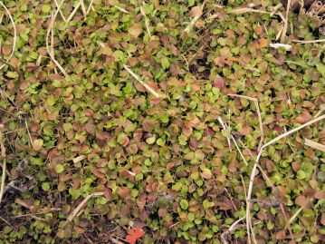 水田内部でカーペット状に生育するコオニタビラコのロゼット。このような群落が見られる水田はほとんど見られなくなった。