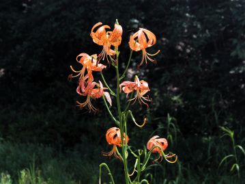 7～9月、茎の頂部に多数の花を次々に咲かせる。花の直径はおよそ10㎝程度。