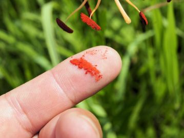 花粉は赤褐色をしており、指などで葯に触れると大量に付着する。衣服などに付くと取れにくいので注意。