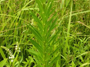 葉は披針形で茎に多数付く。日陰に生育する個体などでは葉の数は少なく、細長くなる場合がある。