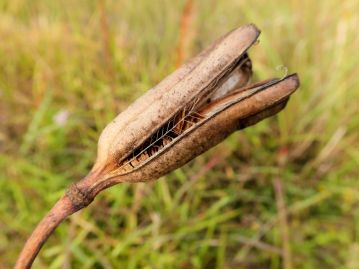 コオニユリの果実。内部には多数の種子が整然と詰まっている。種子は花茎が風で揺れた際に散布される。