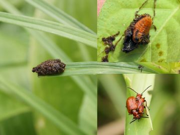 ユリクビナガハムシの幼虫。右上はひっくり返した状態、右下は成虫。