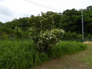 日照を好む常緑低木。高さ1～2mとされるが、当園の温室エリアに植栽された株は3mほどの“大木”。