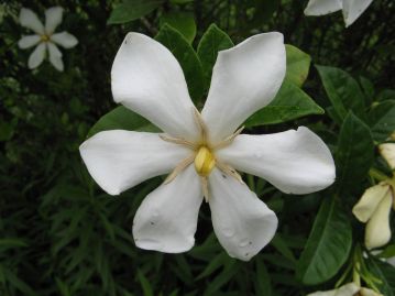 花は先が5～7弁に分かれ、平開する。直径4～8cmほどで芳香がある。植栽されるのは八重咲き品が多い。