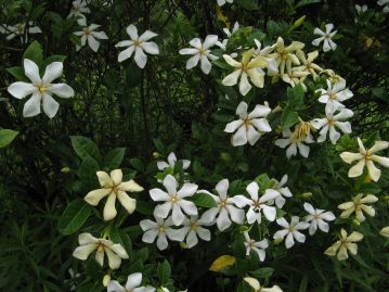 花冠は開花直後は純白だが、開花から日が経つと、だんだんと黄色味を帯びた花色に変化する。