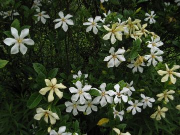 重井薬用植物園 園内花アルバム