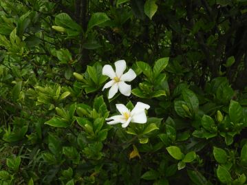 重井薬用植物園 園内花アルバム