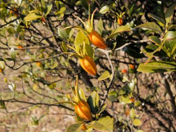 果実の先端には萼裂片が宿存する。晩秋、気温が低下してくると橙黄色からだんだんと赤く熟し、柔らかくなる。