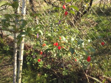 日本全国の日当たりの良い藪のような場所に生育する植物だが、中国原産の古い帰化植物ともされる。