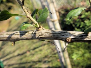 茎（幹）は細く、太くなっても径1.5cm程度。低い稜があり、太い茎には縦方向の皮目がある。