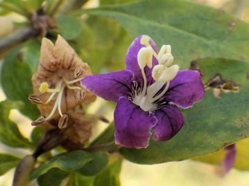 花は淡紫色～紫色で、先が5裂したラッパ形。葉腋に数個付く。花期は長く、7～11月にかけて咲き続ける。