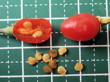 果実の中には、直径2.5mm程度のやや歪んだ円形かつ扁平な形状をした淡褐色の種子が多数入っている。