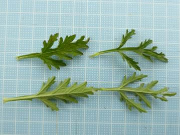 右は茎上部の葉、左は茎下部の葉。葉の着く位置や、生育状態によって葉の切れ込み方は変化する。