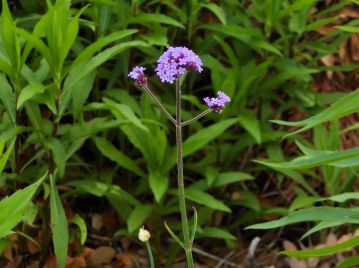 同属の植物は属名でバーベナと呼ばれ、栽培されるが、帰化植物も多い。写真は帰化植物ヤナギハナガサ。