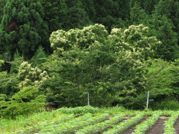 畑のそばのクリの木（開花中）。 古来より実を食用とするほか、建築・薪炭材として利用・栽培される身近な樹木である。