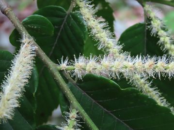 尾状花序につく花の大部分は雄花。 雄花には独特の生ぐさい臭いがあり、その臭いで昆虫を引き寄せる虫媒花である。