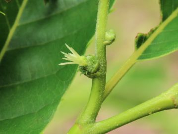 雌花は直径3mmほどで、3個が総苞に包まれている。 花序の付け根付近に数個つくが、雌花がつかない花序も見られる。