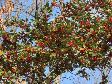 初冬に実る赤い果実が美しいこともあり、庭園や公園、また街路樹としても植栽される。 岡山市の市木ともされている。